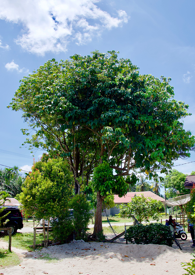 Penyebaran Rambai