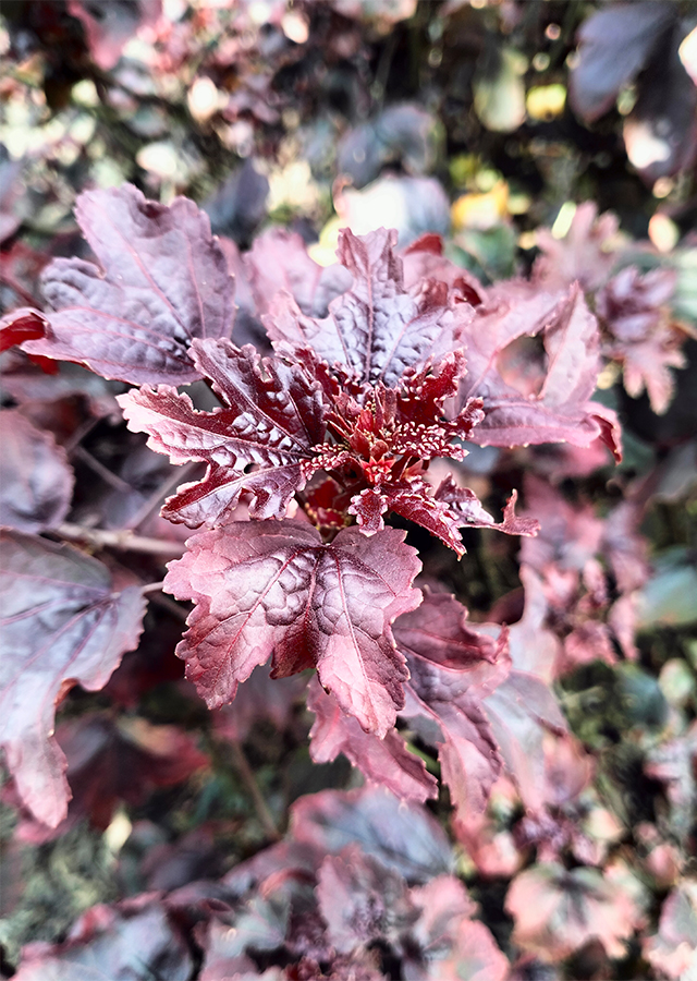 Penyebaran Rosella Daun Merah