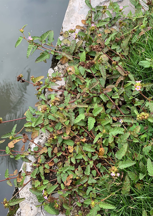 Penyebaran Rumput Jelumpang