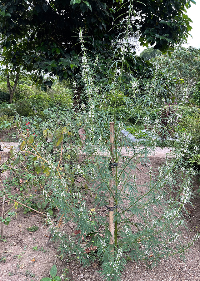 Penyebaran Rumput Madu