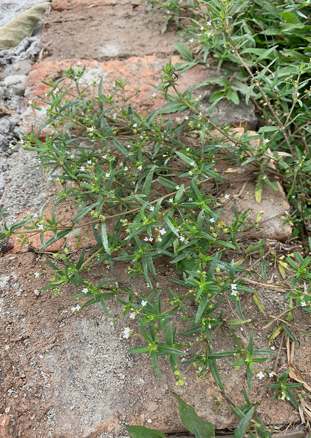 Penyebaran Rumput Mutiara