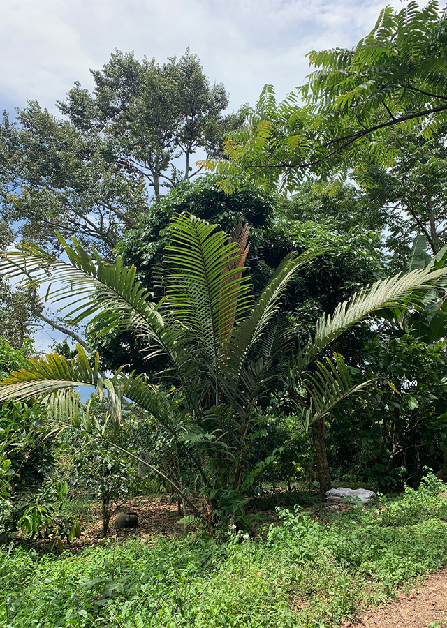 Penyebaran Salak