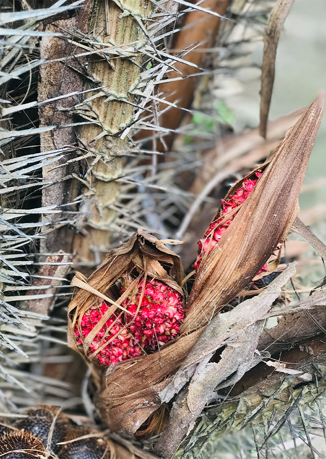 Penyebaran Salak