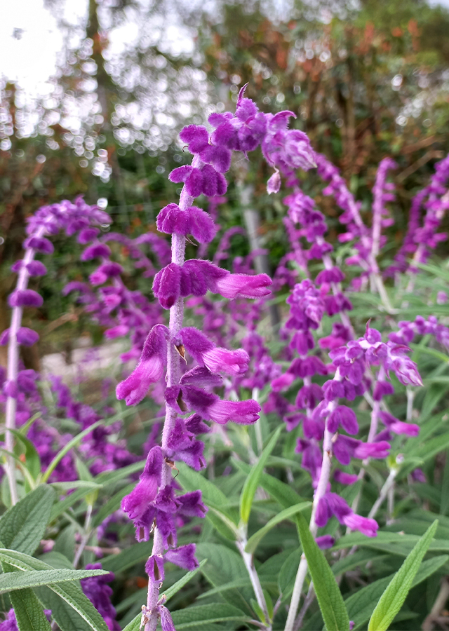 Penyebaran Salvia Ungu