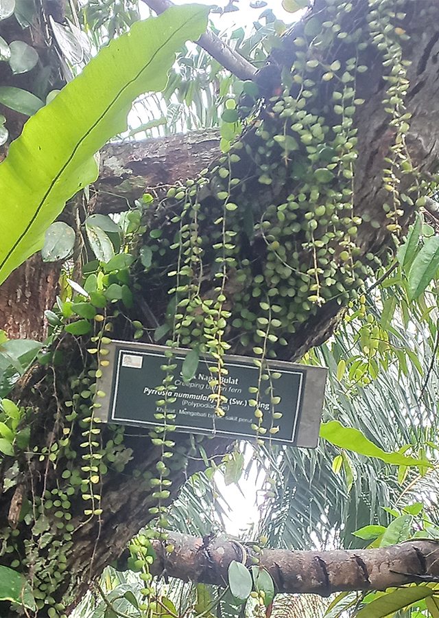 Penyebaran Sisik Naga Bulat