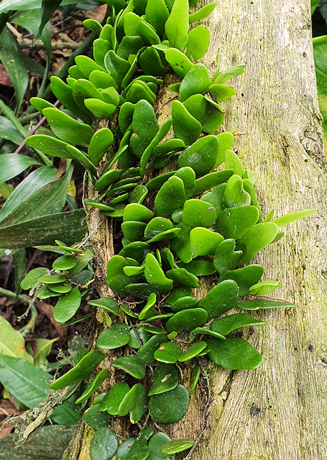 Penyebaran Sisik Naga