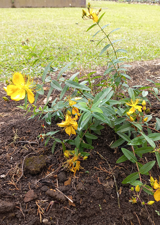 Penyebaran St. John's Wort