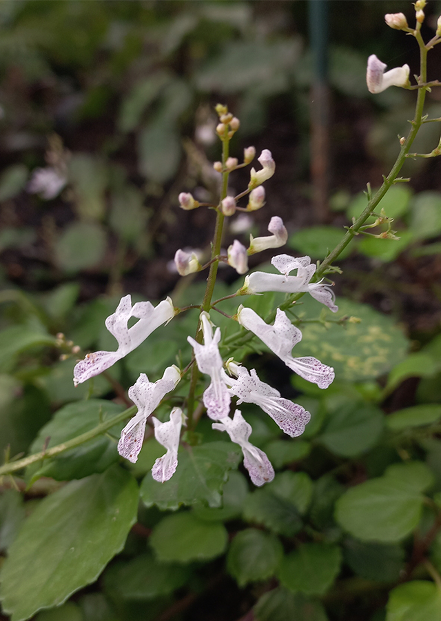 Penyebaran Swedish Ivy