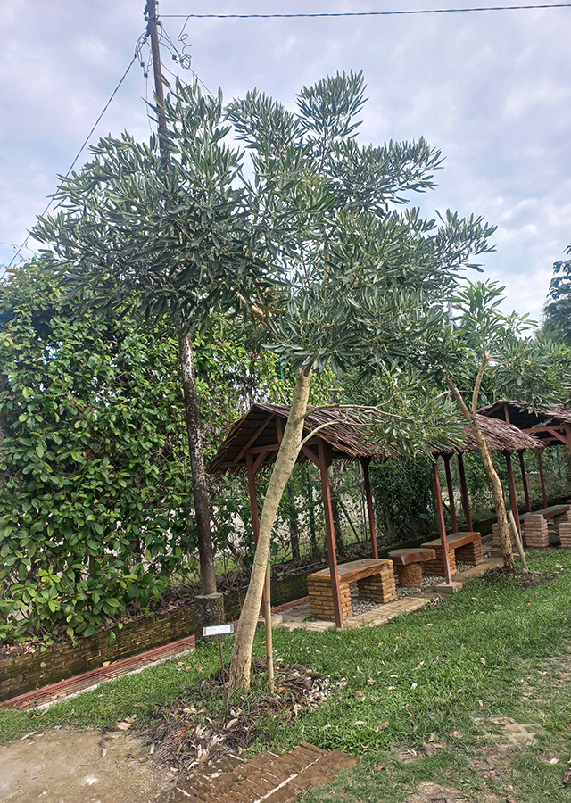 Penyebaran Tabebuia Bunga Kuning