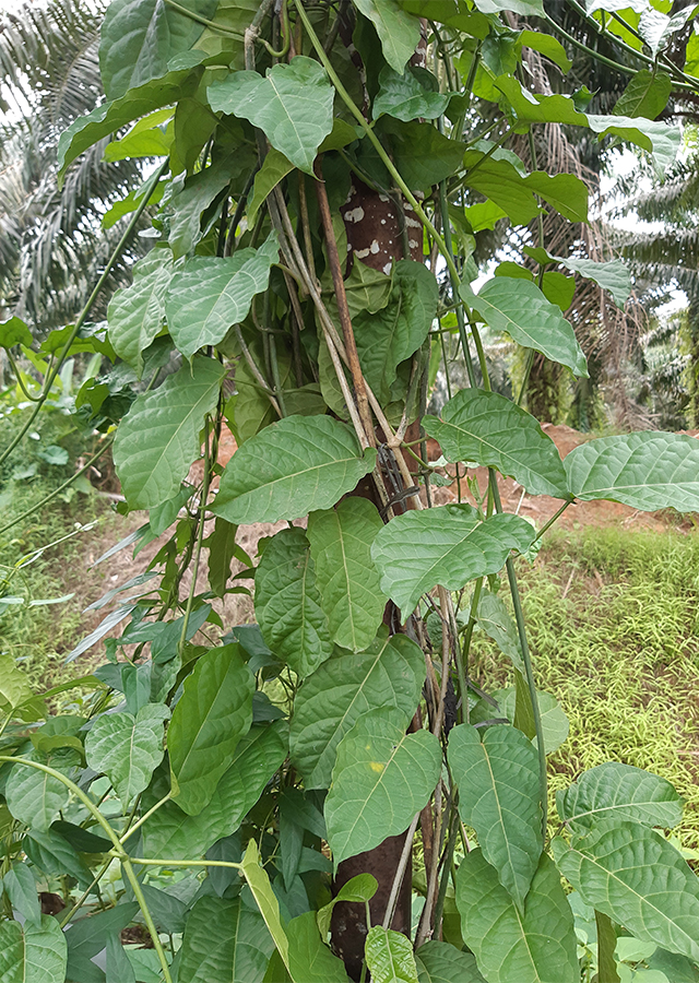 Penyebaran Tarum Akar