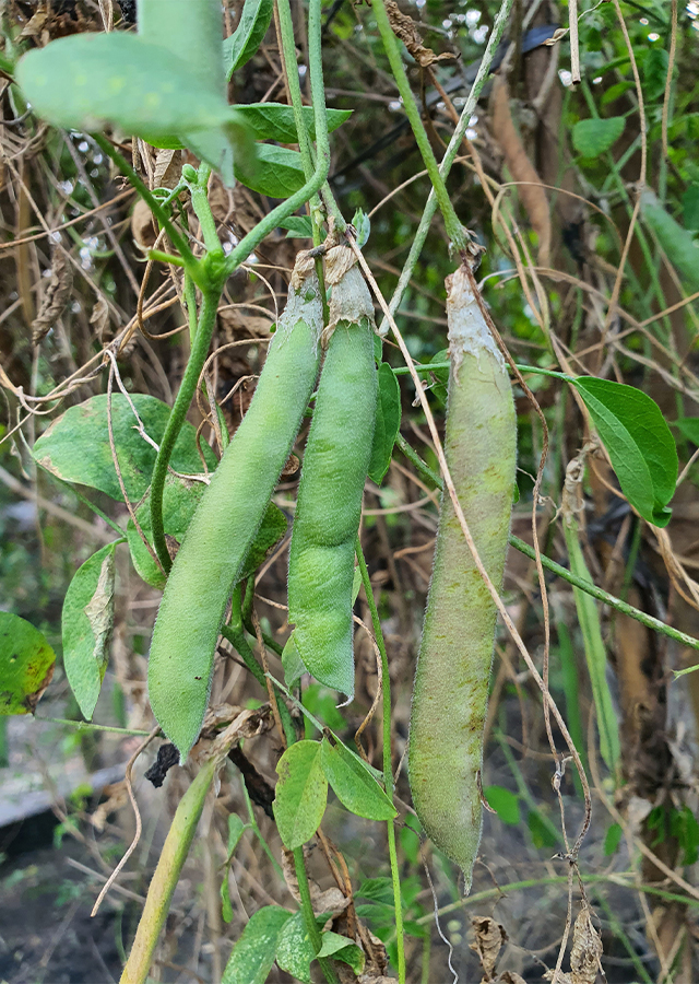 Penyebaran Telang