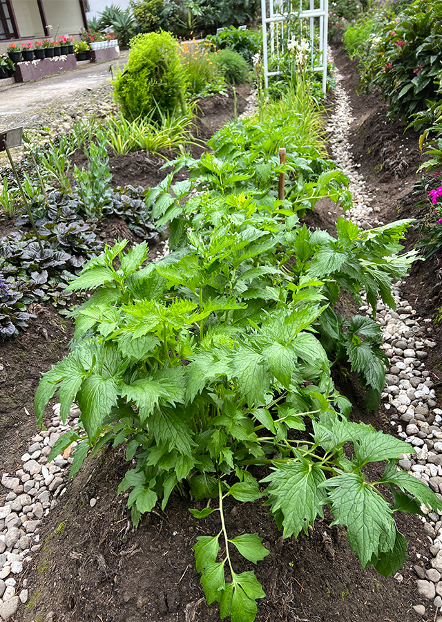 Penyebaran Valerian