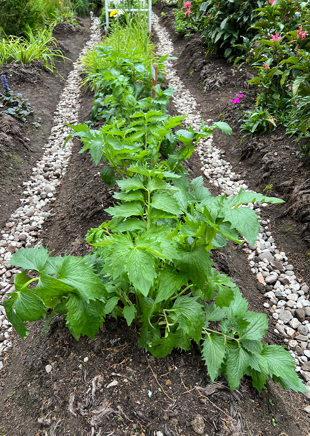 Penyebaran Valerian